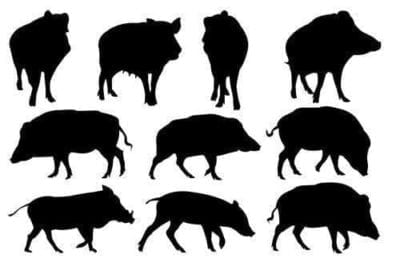 FREE DXF-WILD PIGS